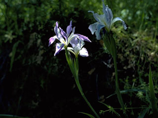 Iris douglasiana (Douglas iris)