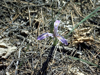 Iris macrosiphon (Bowltube iris)