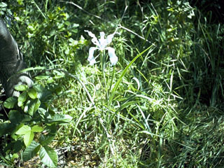 Iris purdyi (Purdy's iris)