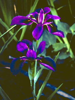 Iris hexagona var. savannarum (Savanna iris)