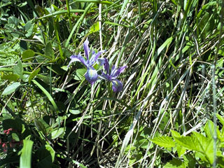Iris tenax (Toughleaf iris)