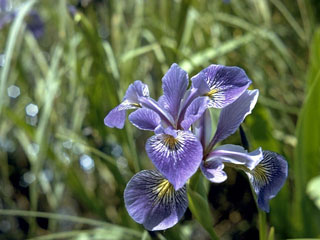 Iris versicolor (Harlequin blueflag)