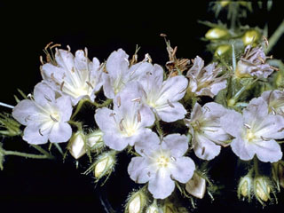Hydrophyllum macrophyllum (Largeleaf waterleaf)