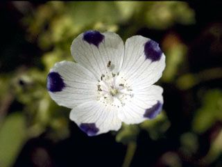 Nemophila maculata (Fivespot)