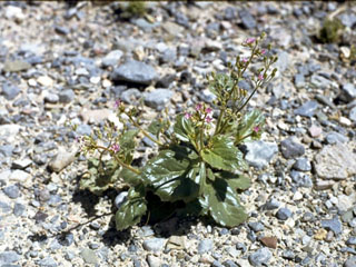 Phacelia calthifolia (Calthaleaf phacelia)