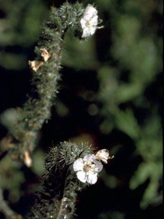 Phacelia cicutaria (Caterpillar phacelia)