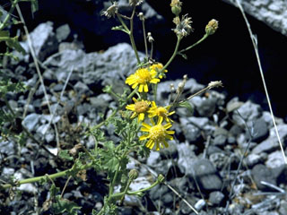 Thymophylla tenuiloba var. tenuiloba (Bristleleaf pricklyleaf)