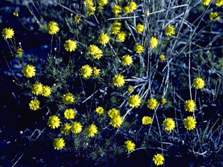 Thymophylla tenuiloba var. texana (Texas bristleleaf)