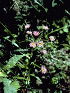 Erigeron acris ssp. politus (Bitter fleabane)