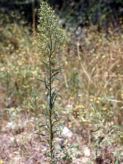 Conyza canadensis var. canadensis (Canadian horseweed)