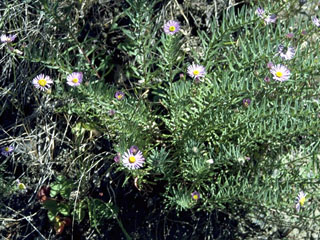 Erigeron foliosus (Leafy fleabane)