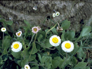 Erigeron procumbens (Corpus christi fleabane)