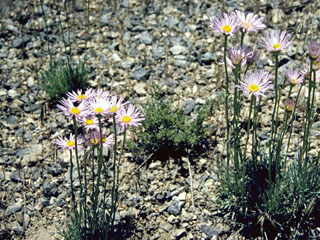 Erigeron utahensis (Utah fleabane)