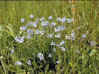 Sisyrinchium angustifolium (Narrowleaf blue-eyed grass)