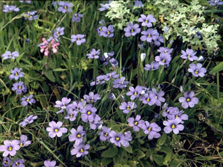 Sisyrinchium bellum (Western blue-eyed grass)