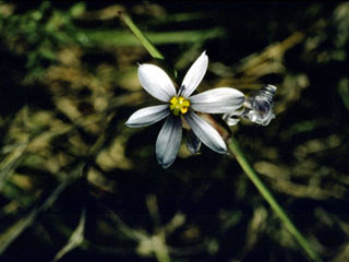 Sisyrinchium campestre (Prairie blue-eyed grass)