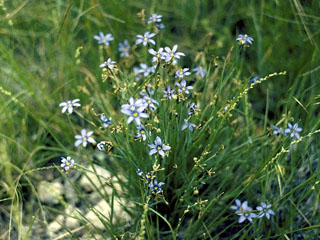 Sisyrinchium chilense (Sword-leaf blue-eyed grass)