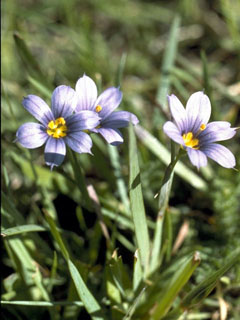 Sisyrinchium littorale (Alaska blue-eyed grass)
