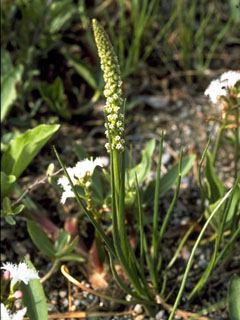 Triglochin palustris (Marsh arrowgrass)