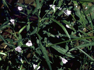 Justicia lanceolata (Looseflower water-willow)