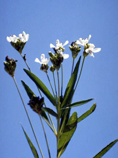 Justicia ovata (Looseflower water-willow)