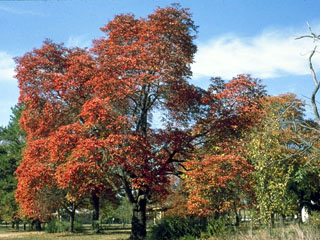 Acer grandidentatum (Bigtooth maple)