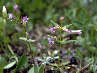 Gentianella amarella ssp. heterosepala (Autumn dwarf gentian)