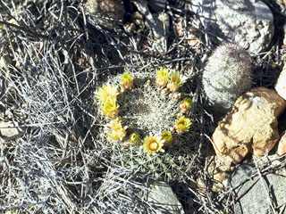 Mammillaria heyderi (Little nipple cactus)