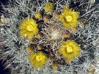 Echinomastus johnsonii (Johnson's fishhook cactus)