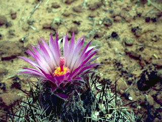 Escobaria alversonii (Cushion foxtail cactus)