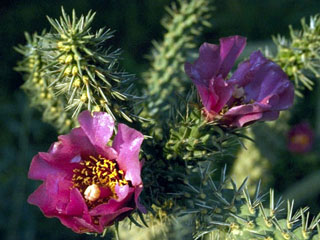 Cylindropuntia imbricata var. imbricata (Cane cactus)