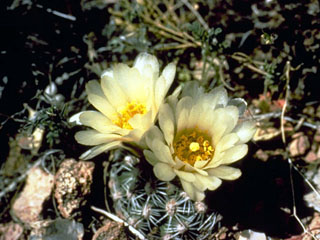 Pediocactus bradyi (Brady's hedgehog cactus)