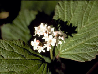 Viburnum edule (Squashberry)