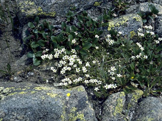 Minuartia biflora (Mountain stitchwort)