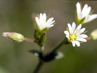 Cerastium beeringianum (Bering chickweed)