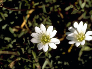 Cerastium beeringianum var. grandiflorum (Bering chickweed)