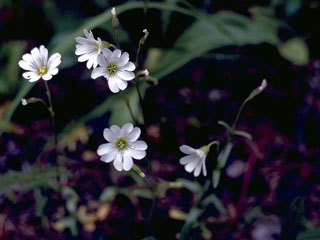 Cerastium arvense ssp. strictum (Field chickweed)