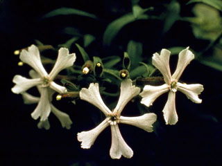 Silene caroliniana ssp. pensylvanica (Pennsylvania catchfly)