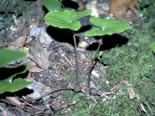 Hexastylis arifolia var. arifolia (Heart-leaf ginger)