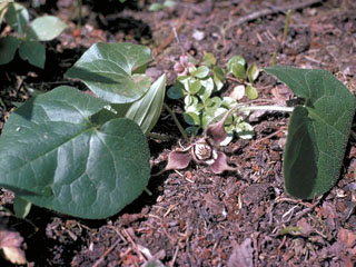Asarum caudatum (British columbia wild ginger)