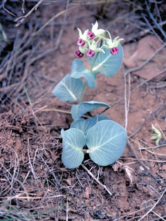 Asclepias cryptoceras (Pallid milkweed)