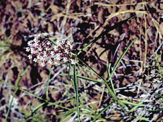 Asclepias fascicularis (Mexican whorled milkweed)