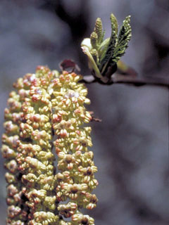 Alnus viridis ssp. crispa (Mountain alder)