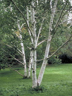Betula papyrifera (Paper birch)