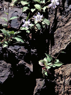 Campanula scouleri (Pale bellflower)