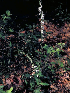 Lobelia floridana (Florida lobelia)
