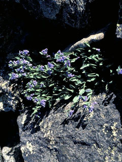 Mertensia alpina (Alpine bluebells)