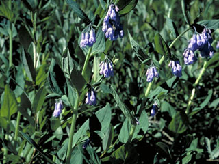 Mertensia arizonica (Aspen bluebells)