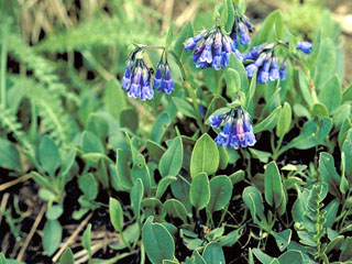 Mertensia oblongifolia (Oblongleaf bluebells)