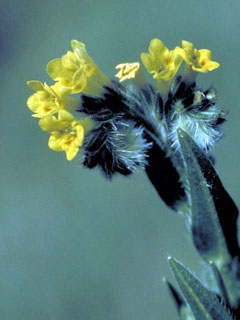 Amsinckia menziesii var. intermedia (Common fiddleneck)